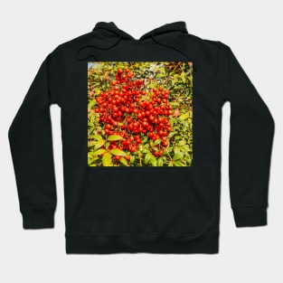 Berries Hoodie